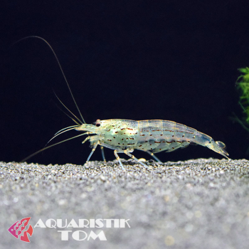 Amanogarnele, Caridina multidentata / Caridina japonica